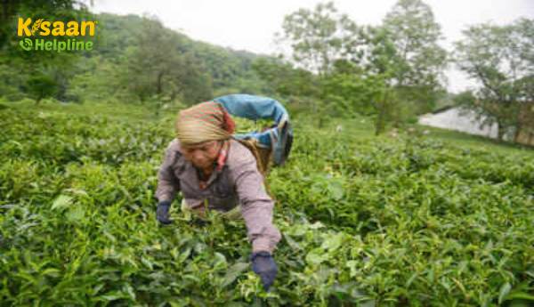 2020 में नीलगिरी में चाय का उत्पादन 4% घट गया